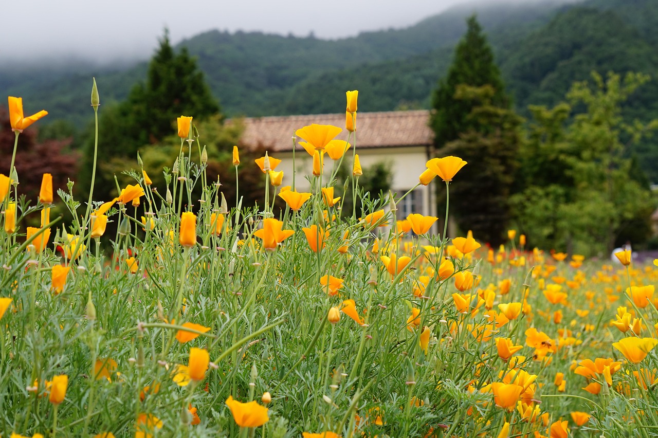 江苏代理注册德国商标好处