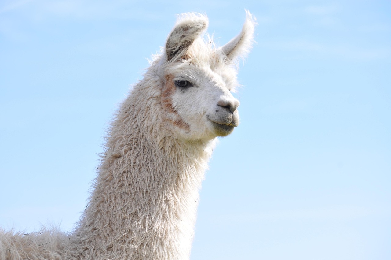 DDOS压力测试|在线导航app详情下载教程